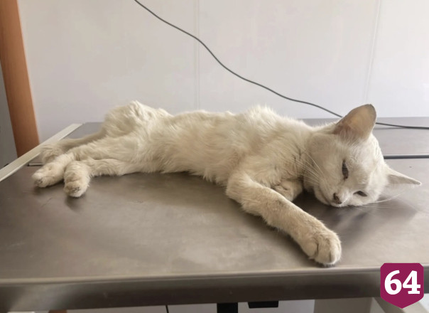 Под Саратовом ветеринары помогли тяжело заболевшему во время побега коту