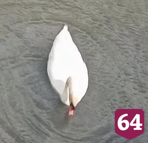 Пара лебедей вывела 8 птенцов на реке в Саратовской области 